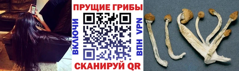 blacksprut вход  где найти   Приволжский  Галлюциногенные грибы мухоморы 